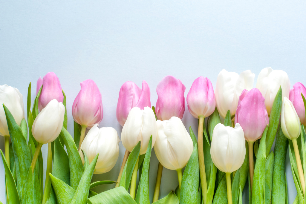 photo of tulips for a spring picture
